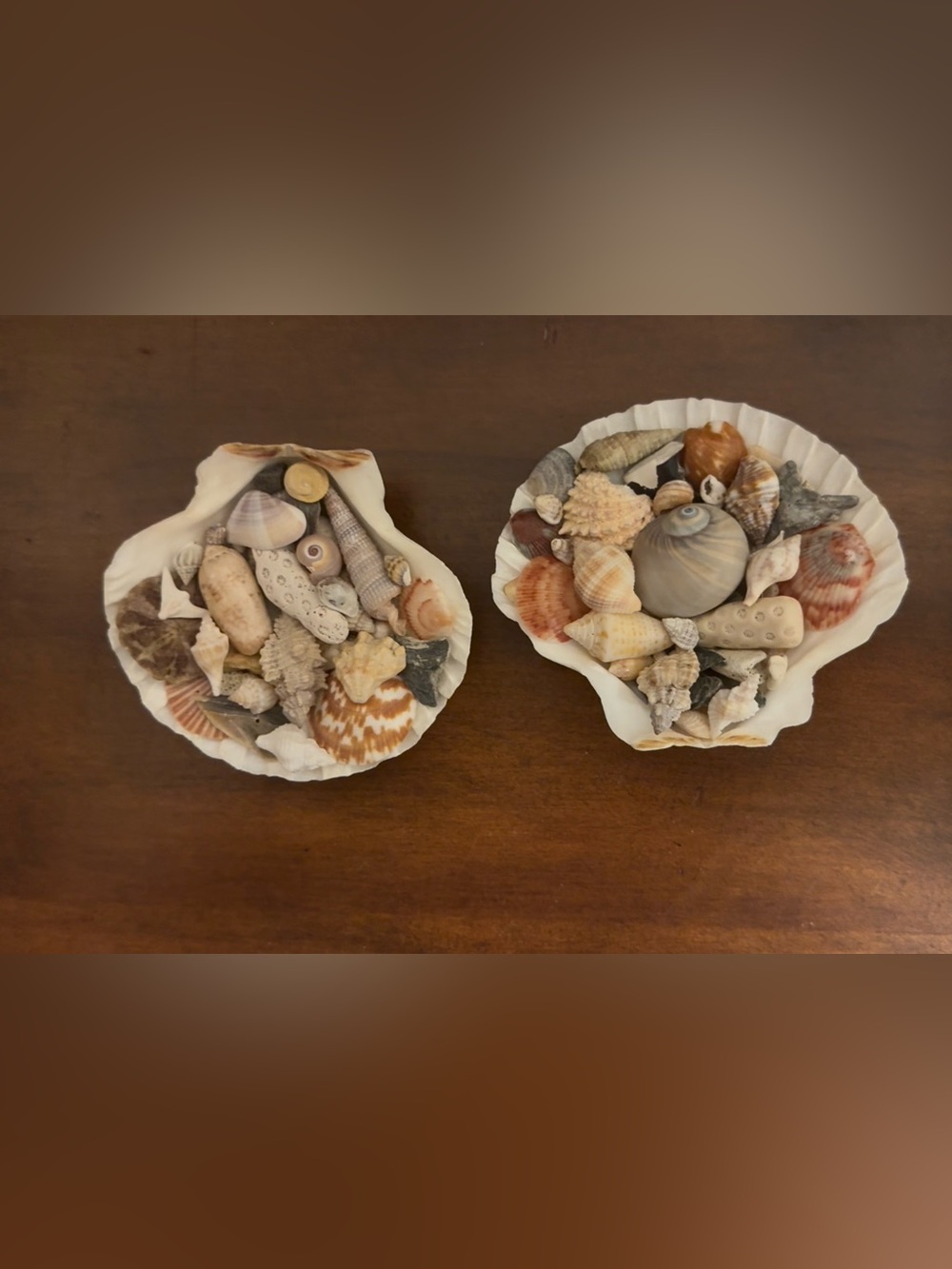 White scalloped shells filled with locally handpicked FL assortment.
